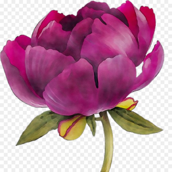 Botanical Peony Flowers