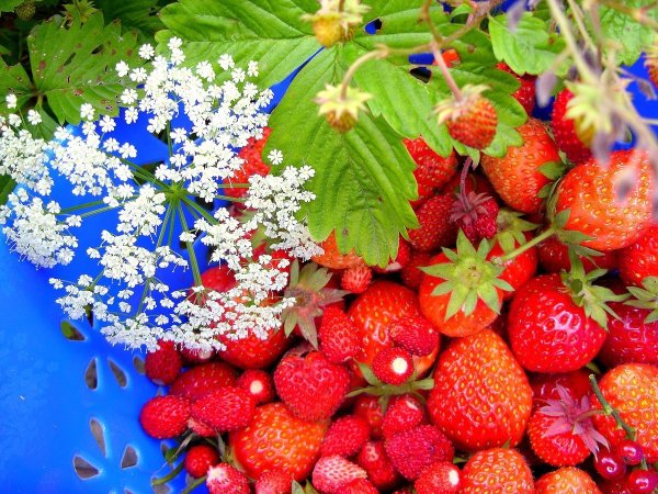 Цветы и ягоды