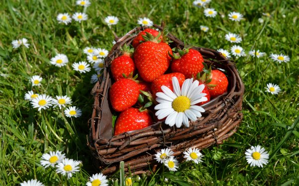 Ромашки и ягоды