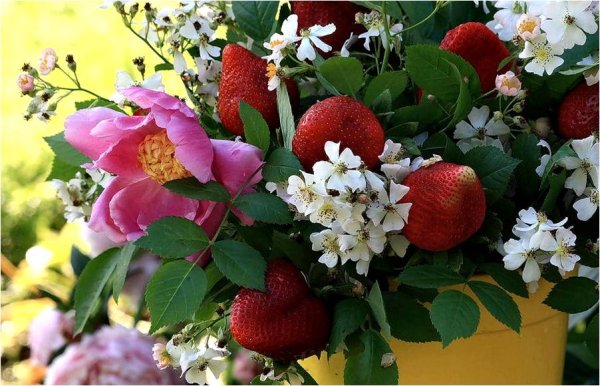 Летние ягоды