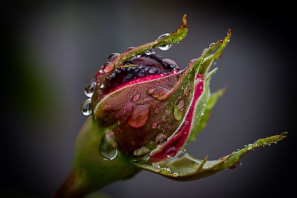 Капли макро