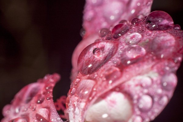 Цветы капли