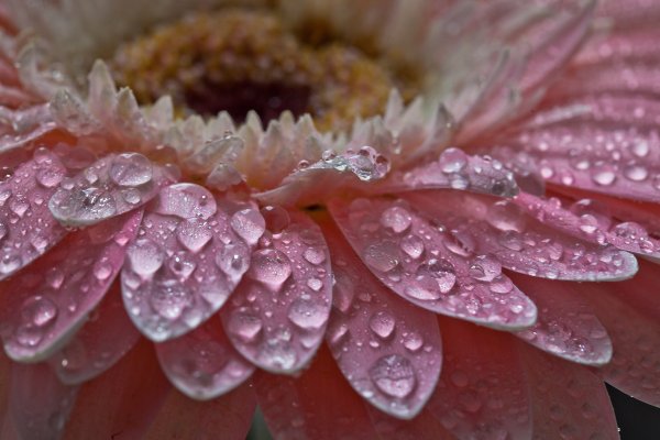 Цветы в росе