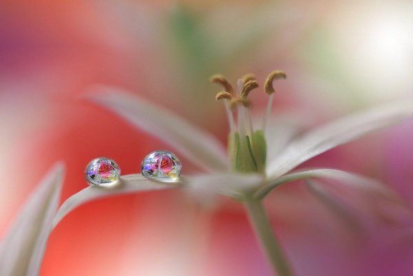 Цветочки макро