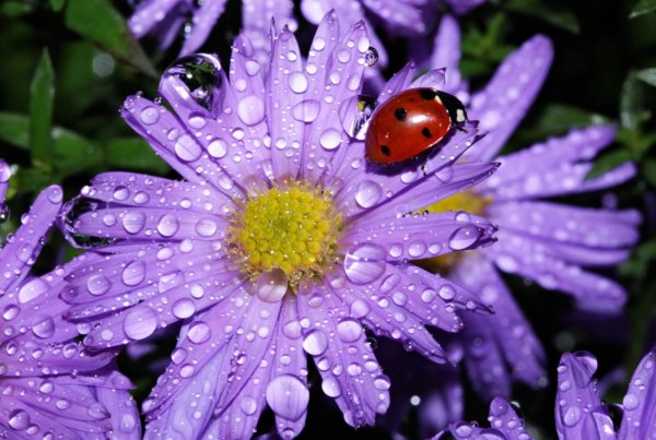 Цветы в каплях дождя