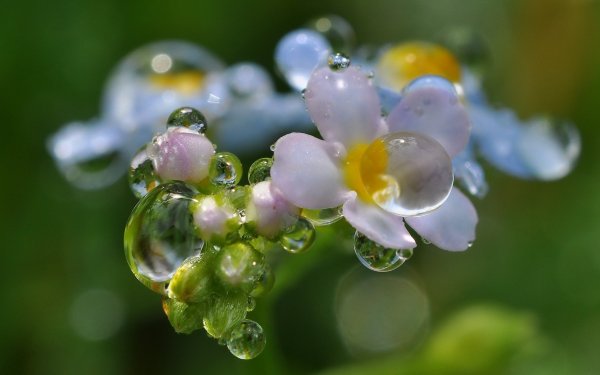 Красная роза с росой