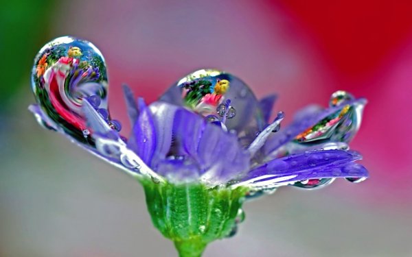 Красивые цветы в росе