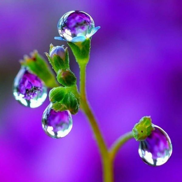 Цветы в росе