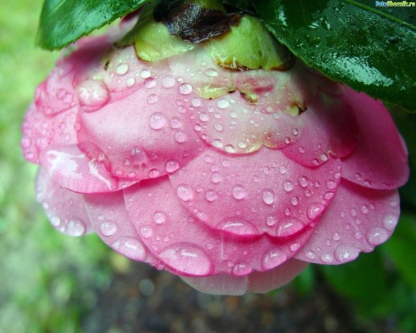 Роса на цветах