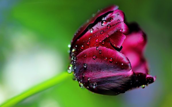 Капли на лепестках