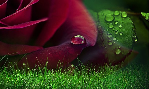 Роса на цветах