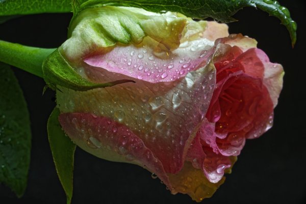 Роса на цветах