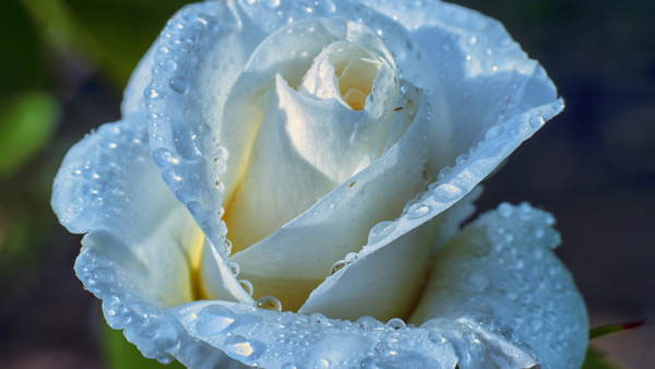 Утренняя роса