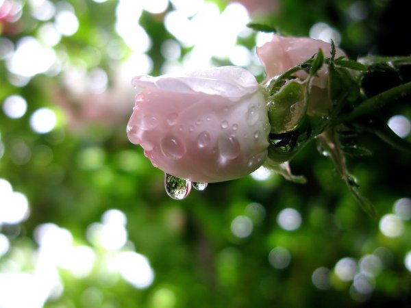 Красная роза с росой