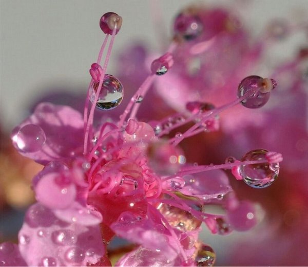 Нежные розы