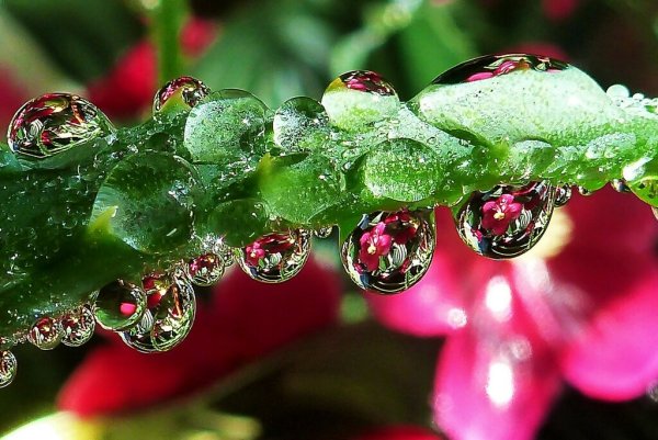 Цветы Макросъемка