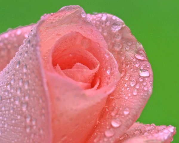 Цветы с капельками росы