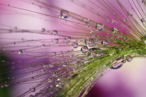 Роза с капельками росы