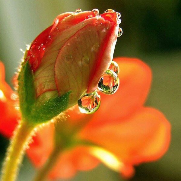 Цветы в росе