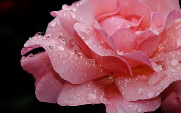 Цветы с капельками росы