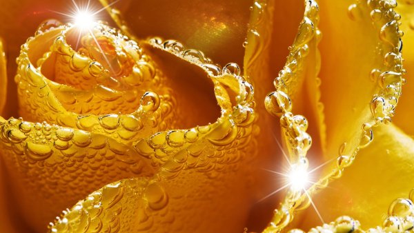 Золотые цветы