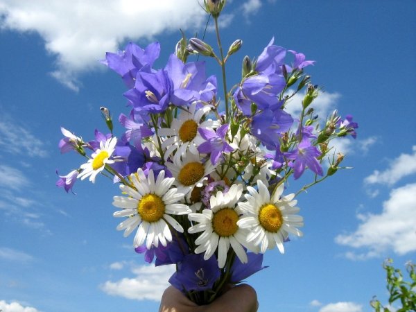 Маргаритки цветы букет