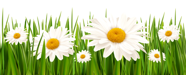 Трава с цветами на прозрачном фоне