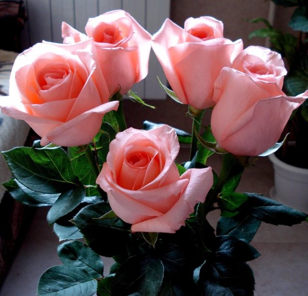 Открытки цветы красивые розы