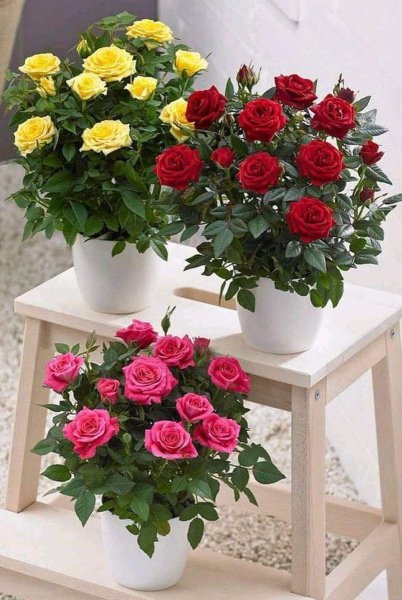 Доброе утро цветы