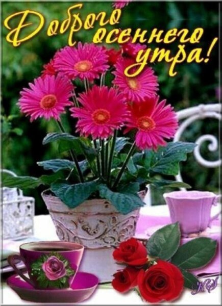 Поздравление с добрым утром с розами