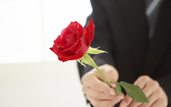 Роза в мужской руке