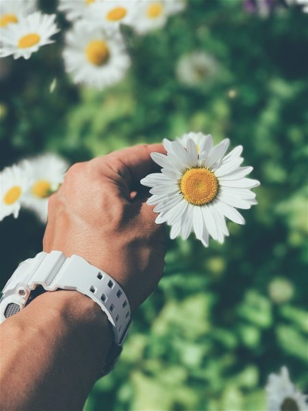 Любовь в руке цветы