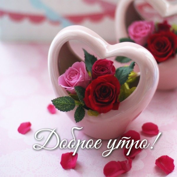 Очень красивые розы с добрым утром .