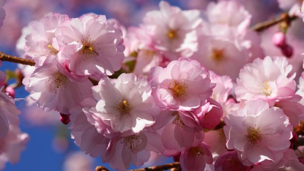 Весенние цветы