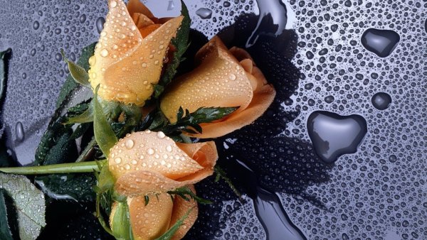 Розовый куст