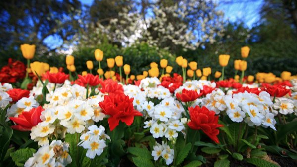 Хипстерские цветы