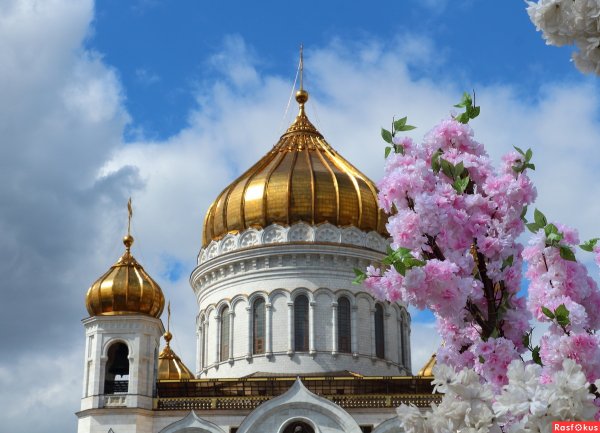 Красивые цветы у храма