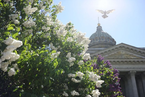Казанский собор сирень