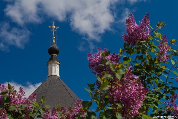 Владимирский собор сирень Рахина