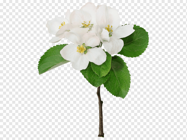 Яблоня Жасмин