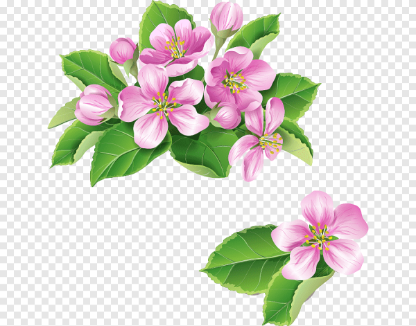 Яблоневый цвет вектор