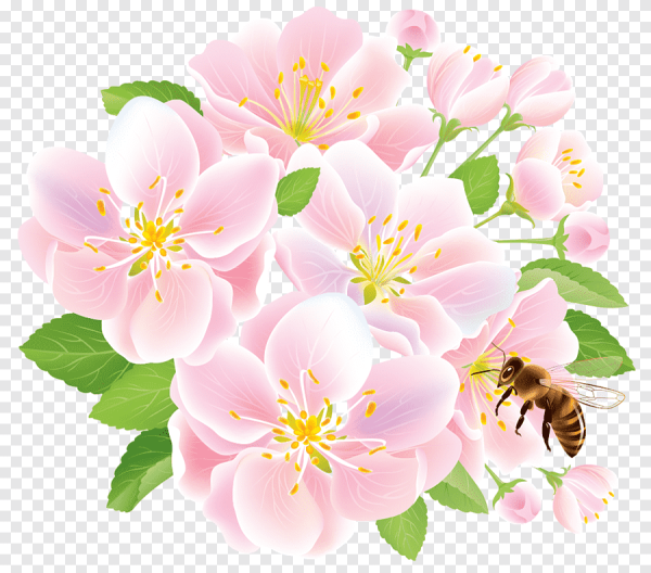 Нарисованные цветы на прозрачном фоне