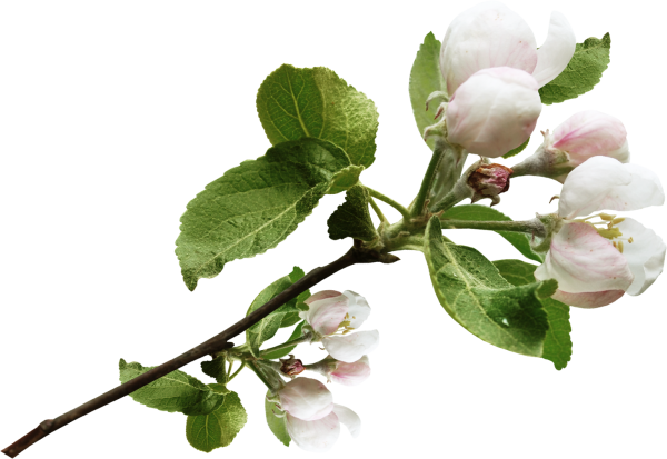 Деревья весной для детей