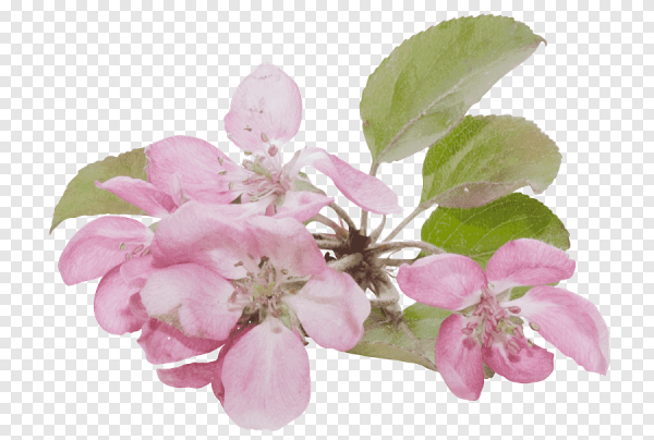 Майская веточка яблони сбоку