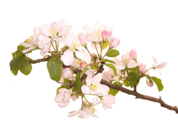 Цветочная веточка