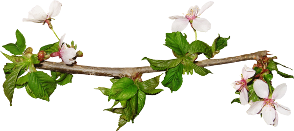 Черри блоссом на белом фоне