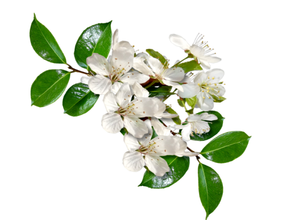 Полоса из цветов