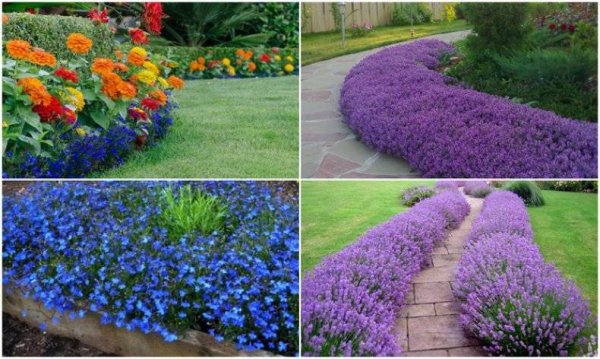 Лобелия бордюрная