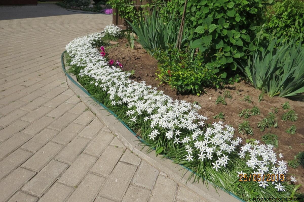 Светолюбивые бордюрные многолетники