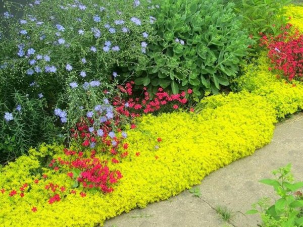 Очиток седум бордюр